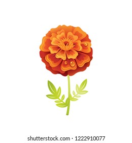 Marigold flower, floral icon. Realistic cartoon cute plant blossom, fall, summer garden symbol. Vector illustration for greeting card, t shirt print, decoration design. Isolated on white background