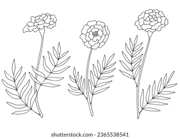 Marigold flower graphic black white isolated sketch illustration vector