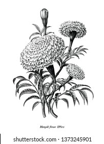Marigold flower hand draw vintage style black and white clip art isolated on white background