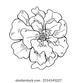 Ilustración vectorial del arte de la línea de la cabeza de la flor de Marigold aislada en el fondo blanco. Boceto de tinta negra de flores del mes de nacimiento de octubre. Dibujo floral floreciente del aguafuerte del elemento del otoño para colorear el libro, icono.