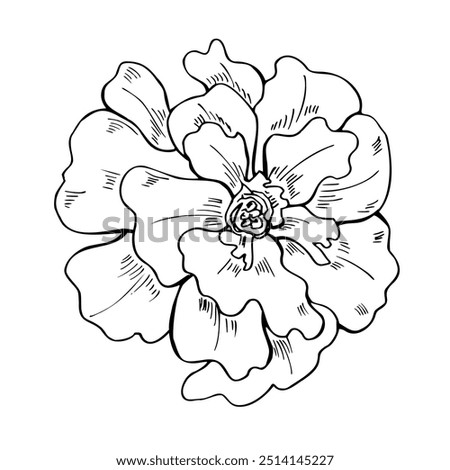 Marigold flower head line art vector illustration isolated on white background. October Birth month flowers black ink sketch. Autumn floral blooming element etching drawing for coloring book, icon.
