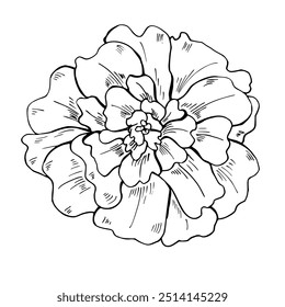 Marigold flor cabeça vetor isolado ilustração monocromática. Transparente outubro florescendo planta gravura desenho para colorir livro, ícone. Vista superior floral elemento preto tinta esboço