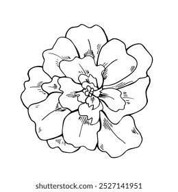 Marigold flor cabeça vetor isolado ilustração monocromática. Transparente outubro florescendo planta gravura desenho para colorir livro, ícone. Vista superior floral elemento preto tinta esboço