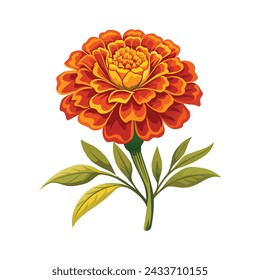 Marigold Flower Illustration on White Background