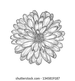 Marigold flower illustration vector 