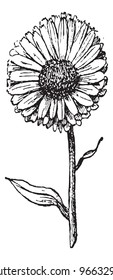 Marigold flower isolated on white background, vintage engraved illustration. Dictionary of words and things - Larive and Fleury - 1895.