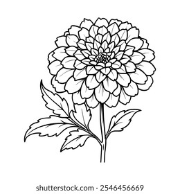 Marigold flower line art vector ,icon and logo style hand draw design