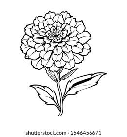 Marigold flower line art vector ,icon and logo style hand draw design