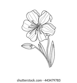 Marigold Flower Monochrome Drawing For Coloring Book Hand Drawn Vector Simple Style Illustration