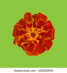 Marigold flower on green background, icon, single, isolated, vector