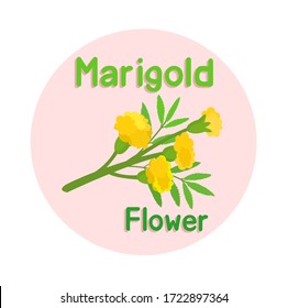 Marigold Flower on white Background 