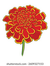 Marigold Flower on White Background