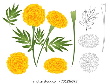 Marigold Flower Outline - Tagetes. Vector Illustration. Isolated On White Background