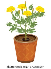 marigold flower in pot vector design