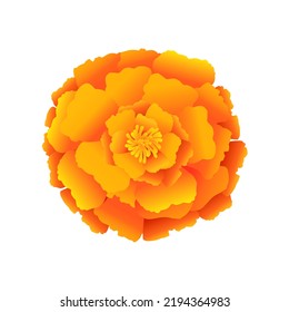 Marigold flower. Realistic cartoon vector illustration for greeting card, t shirt print, decoration design. Isolated on white background.