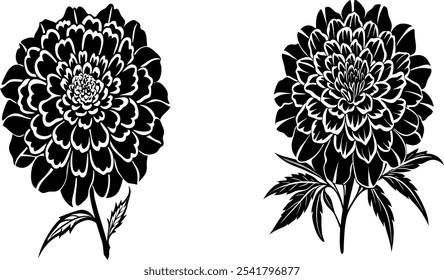 Marigold Flower set vector silhouette for illustration.