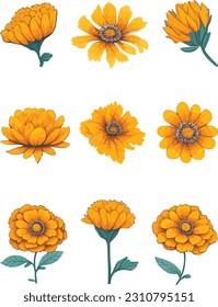 Marigold Flower Set, Watercolor Flower Vector Design Set