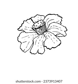 marigold flower, tagetes, asthenia of the aster family, vector illustration for El Dia de Los Muertos.