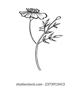 marigold flower, tagetes, asthenia of the aster family, vector illustration for El Dia de Los Muertos.