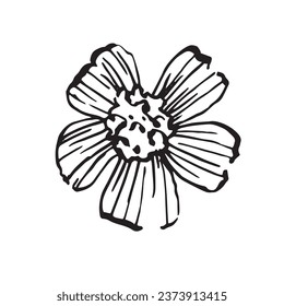 marigold flower, tagetes, asthenia of the aster family, vector illustration for El Dia de Los Muertos.