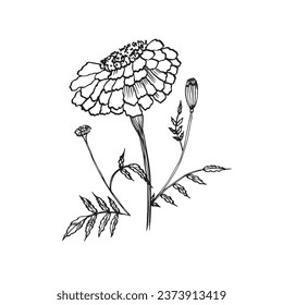 marigold flower, tagetes, asthenia of the aster family, vector illustration for El Dia de Los Muertos.