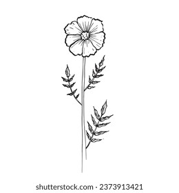 marigold flower, tagetes, asthenia of the aster family, vector illustration for El Dia de Los Muertos.