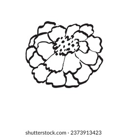 marigold flower, tagetes, asthenia of the aster family, vector illustration for El Dia de Los Muertos.