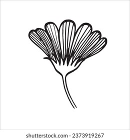 marigold flower, tagetes, asthenia of the aster family, vector illustration for El Dia de Los Muertos.