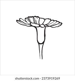 marigold flower, tagetes, asthenia of the aster family, vector illustration for El Dia de Los Muertos.