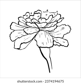 marigold flower, tagetes, asthenia of the aster family, vector illustration for El Dia de Los Muertos.