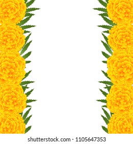 Marigold Flower - Tagetes Border isolated on White Background. Vector Illustration.