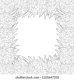 Marigold Flower - Tagetes Outline Border isolated on White Background. Vector Illustration.