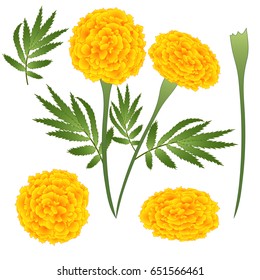 Marigold Flower - Tagetes. Vector Illustration. isolated on White Background