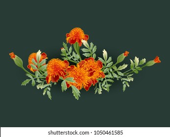 Marigold flower    tagetes Bouquet Orange marigold Garland Tagetes erecta isolated dark background Vector illustration 