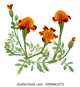 Marigold flower - tagetes.Bouquet Orange marigold.Tagetes erecta isolated on white background.Vector illustration.