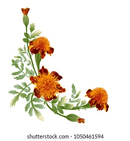 Marigold flower - tagetes.Bouquet Orange marigold.Tagetes erecta isolated on white background.Vector illustration.