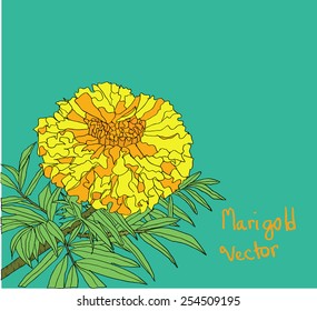 marigold flower vector