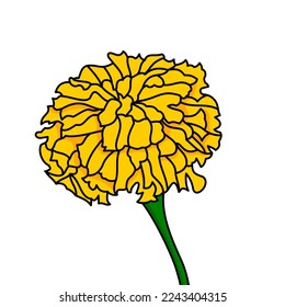 marigold flower vector icon colour
