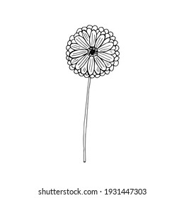 Flor de oro, ilustración vectorial, dibujo a mano, dibujo