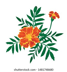 Marigold flower vector illustration isolated on white background