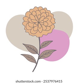 Marigold flower vector illustration, Margold with leafs, Marigold line art, Marigold silhouette, Marigold color blobs