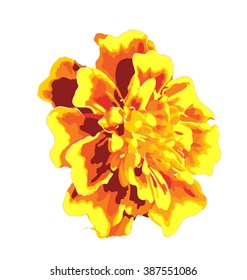 Marigold flower. Vector isolated images