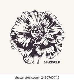 Marigold, flower. Vector monochrome illustration. Tagetes plant. Bud Cempasuchil. Engraving, outline style. For design of greeting card, wedding invitation, sticker, cover. Saffron, spice