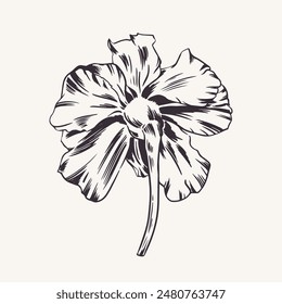 Marigold, flower. Vector monochrome illustration. Tagetes plant. Bud Cempasuchil. Engraving, outline style. For design of greeting card, wedding invitation, sticker, cover. Saffron, spice