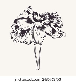 Marigold, flower. Vector monochrome illustration. Tagetes plant. Bud Cempasuchil. Engraving, outline style. For design of greeting card, wedding invitation, sticker, cover. Saffron, spice