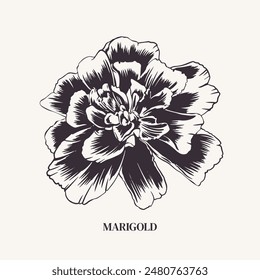 Marigold, flower. Vector monochrome illustration. Tagetes plant. Bud Cempasuchil. Engraving, outline style. For design of greeting card, wedding invitation, sticker, cover. Saffron, spice