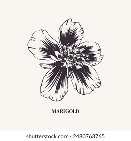 Marigold, flower. Vector monochrome illustration. Tagetes plant. Bud Cempasuchil. Engraving, outline style. For design of greeting card, wedding invitation, sticker, cover. Saffron, spice