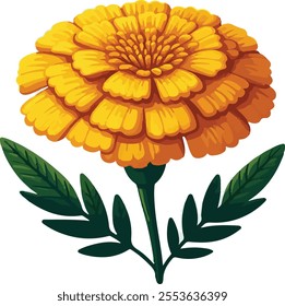 Marigold flower vector on white background. 