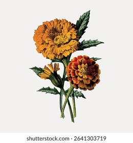 Marigold flower vintage illustration, vintage vector element.