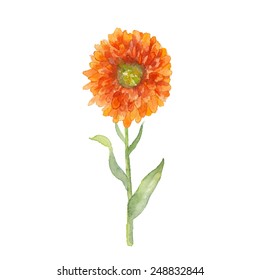 Marigold Flower. Watercolor Hand Drawn Floral Artwork Isolated On White Background. Vector Botanical Illustration